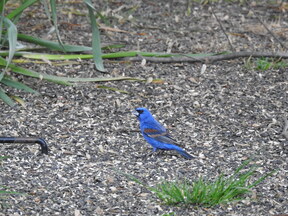 Blue Grosbeak